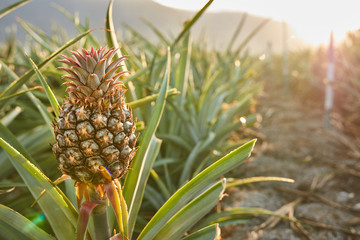 Tropical green bushy tree with ripening pineapples on plantation of El Hierro island