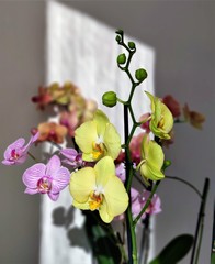Orchidee