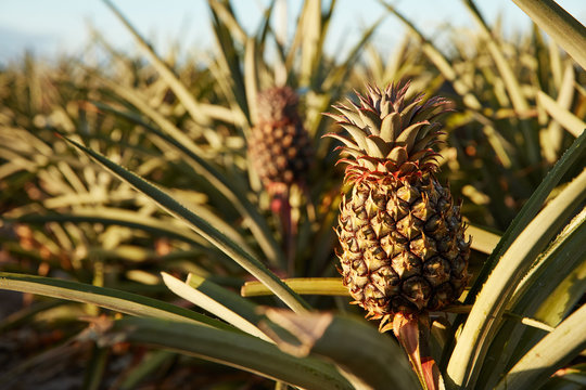 Tropical green bushy tree with ripening pineapples on plantation of El Hierro island