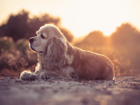 Funny dog lying on ground between plants
