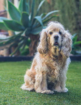 Funny dog lying on ground between plants