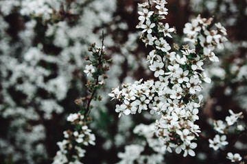 white flowers in spring