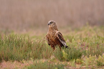 Male western marsh harrier, Circus aeruginosus