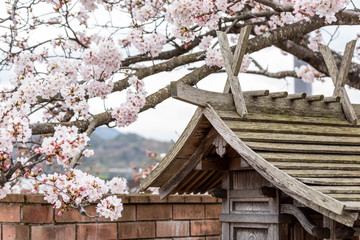 Beautiful wooden japaese shrine and cherry blossom