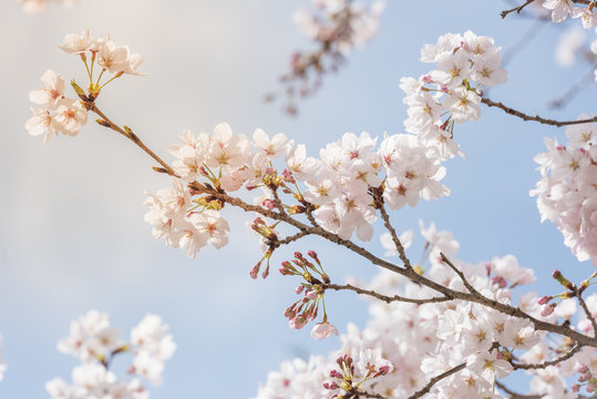 cherry blossom or sakura with blue sky in background