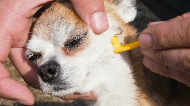Owner taking care of the dog of chihuahua breed and remove tick who mite bit into the skin. Tick sucks blood in dogs. Removing mite from dog's body with a hook. Ixodes persulcatus. Man unscrews the