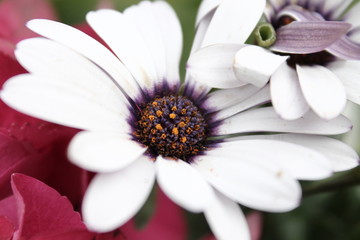 Obraz premium White Daisy