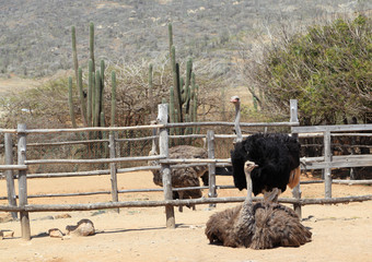 Ostriches (Struthio camelus) in their pens at the Aruba Ostrich Farm, Paradera, Aruba. The pair in the foreground are mated. The male has black feathers.