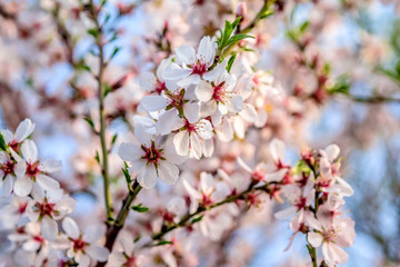 Flowering apricot against the sky