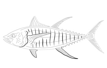 Tuna fish Vector Black Lines