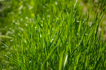 green grass backgtound