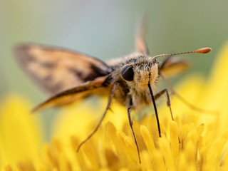 Hesperiini
