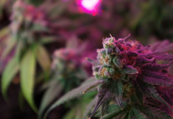 Marijuana buds mature during an indoor home cultivation using LED and CFL grow lights. The buds...