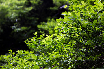 Fototapeta premium Green blueberry leaves in spring, no berries. Leaves in beautiful sunlight in the forest background.