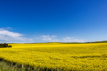 Fototapeta premium golden field of flowering rapeseed with blue sky - brassica napus - plant for green energy and oil industry, Mildura, South Australia