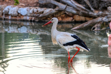 Stork walks in a pond