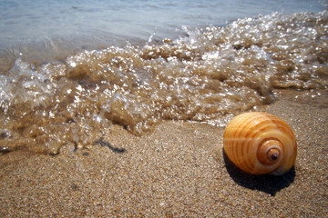 A freshly caught shell on the beach of Farangas, Paros