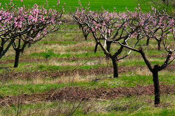 Peach orchard at spring