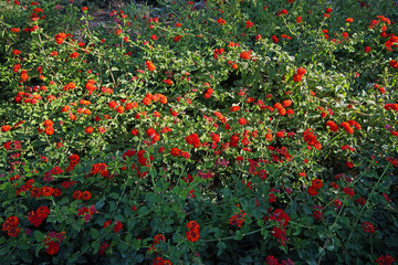 hedge plant with red flowers