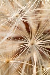 danadelion seed macro closeup repeated