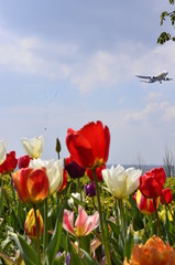 field of tulips