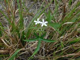 Spurge Nettle