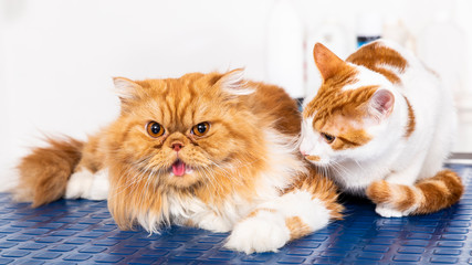 two cats on the table of a veterinarian