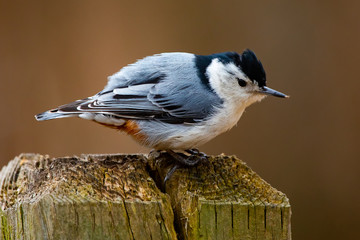 Fauna Feathered Birds Small White Breasted Nuthatch Closeup