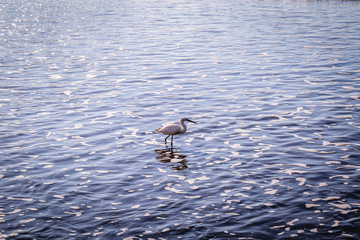 The Little Egret is a heron that occurs in temperate and tropical America, Small white heron walking and flying over the beach.