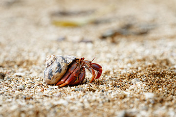 Close-up of a hermit crab (Coenobitidae) wearing a shell shell as shelter and running on the sand of the beach, narrow focus area with blur background - Location: Caribbean, Guadeloupe