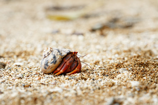 Close-up of a hermit crab (Coenobitidae) wearing a shell shell as a shelter on the beach, narrow focus area with background blur - Location: Caribbean, Guadeloupe
