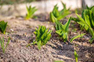 Young sprouts came out of the ground