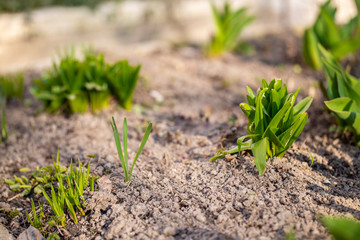 Young sprouts came out of the ground