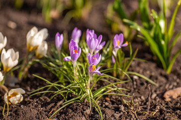 first flowers in spring