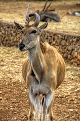 Common Eland (Taurotragus oryx)