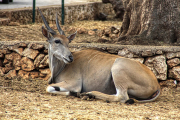Common Eland (Taurotragus oryx)