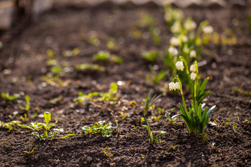 first flowers in spring