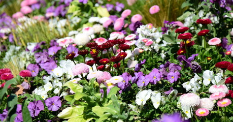 Fototapeta premium Hintergrund Frühlingsblumen Banner