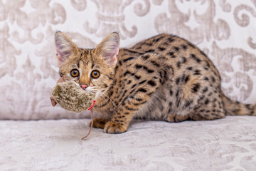 Cat Savannah F1 with mouse in mouth