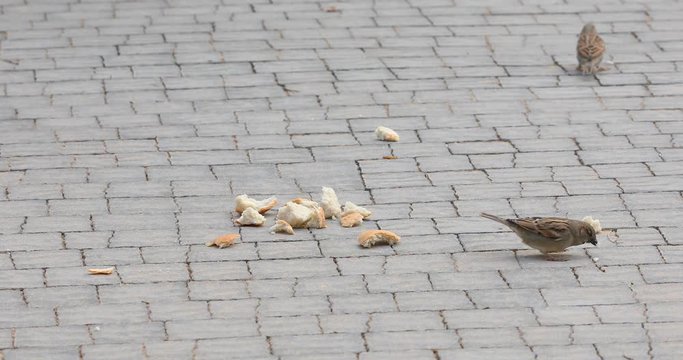 Sparrows are eat pieces of bread on a sidewalk tile