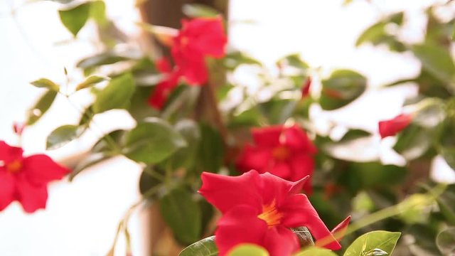 Refocusing on red  flowers of mandevilla