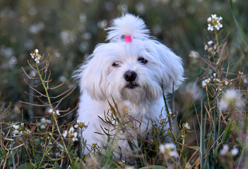 perro pequeño blanco