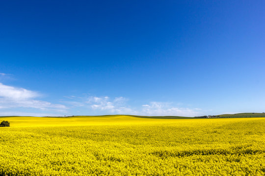 Golden Field Of Flowering Rapeseed With Blue Sky - Brassica Napus - Plant For Green Energy And Oil Industry, Mildura, South Australia