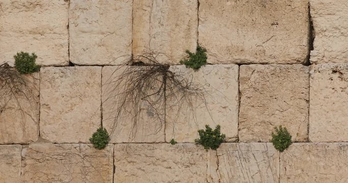 Small birds fly to the Wailing Wall during the counterclockwise panoramic move