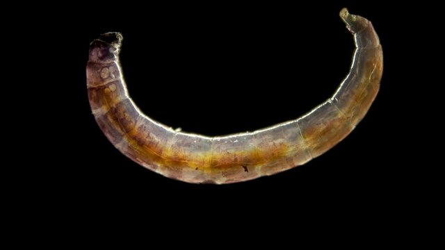 insect larva Worm-shaped, under a microscope, was found in moss, devoid of abdominal and thoracic legs, possibly dipterous, many hymenopterans 4K