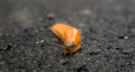 limax on asphalt road
