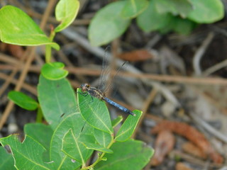 Blue Dragonfly