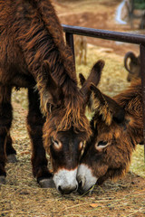 Two donkeys eat together