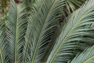 palm leaves in the jungle. Beautiful background