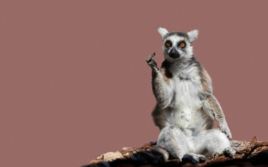 Eine eindeutige Geste zeigt ein Lemur, ein Affe aus Madagaskar. - obrazy, fototapety, plakaty